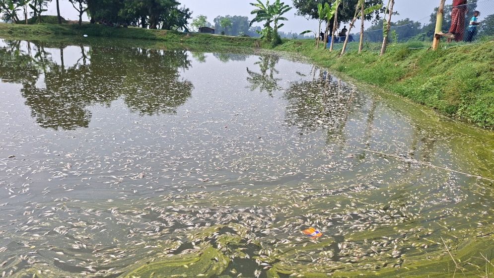 পূর্বশত্রুতার জেরে পুকুরে বিষ, মারা গেল শারীরিক প্রতিবন্ধীর ১০ লাখ টাকার মাছ