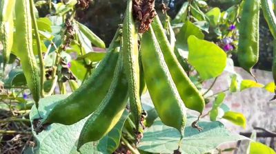 শিম ২০০ টাকা কেজি