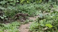 খাগড়াছড়ি শহরে ঘুরে বেড়াচ্ছিল চিতা বিড়াল, অতঃপর...