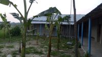 পুত্রবধূকে চাকরি না দেওয়ায় স্কুলের মাঠে কলাগাছ লাগালেন দাতা সদস্য