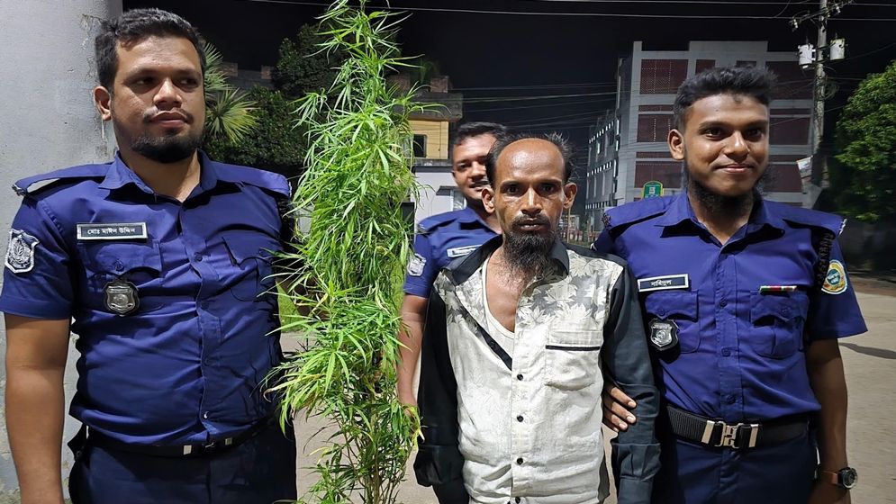 বাড়ির আঙিনায় টবে গাঁজা চাষ, আটক ১