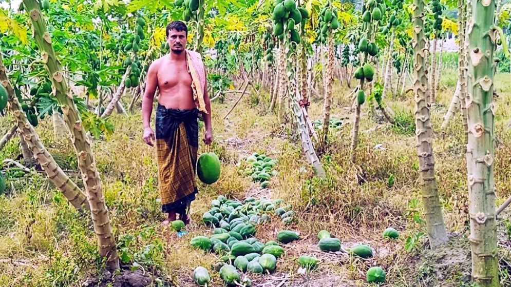 এক রাতেই ৪০ মণ পেঁপে কেটে মাটিতে ফেলে গেল দুর্বৃত্তরা