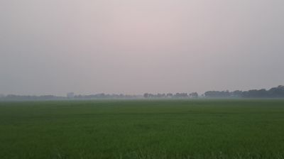 শীতের আগমনী বার্তা, বিকালেই কুয়াশার চাদরে ঢাকছে ফসলি মাঠ