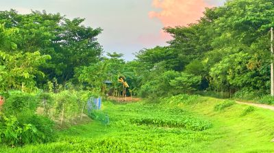 দখল-ভরাটে মৃতপ্রায় ‘উজান গঙ্গাপুর খাল’, বিপাকে কৃষক