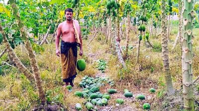 এক রাতেই ৪০ মণ পেঁপে কেটে মাটিতে ফেলে গেল দুর্বৃত্তরা