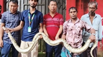 সীতাকুণ্ডে ১২ ফুট লম্বা অজগর উদ্ধার, জাতীয় উদ্যানে অবমুক্ত
