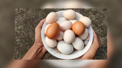 দেশি না ব্রয়লার মুরগির ডিম ভালো