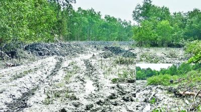 এক্সকেভেটর দিয়ে ধ্বংস চারশ গাছ