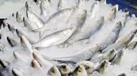 ইলিশের বাজারে আগুন