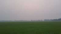শীতের আগমনী বার্তা, বিকালেই কুয়াশার চাদরে ঢাকছে ফসলি মাঠ