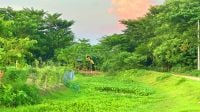 দখল-ভরাটে মৃতপ্রায় ‘উজান গঙ্গাপুর খাল’, বিপাকে কৃষক