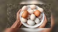 দেশি না ব্রয়লার মুরগির ডিম ভালো