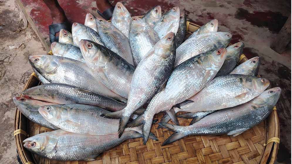 ২২ দিনের নিষেধাজ্ঞা শুরুর আগে চাঙ্গা ইলিশের বাজার