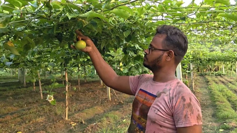 ইউটিউবের ভিডিও দেখে আনারকলি চাষ, মিঠুর নতুন স্বপ্ন