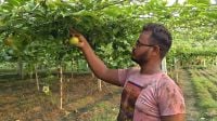 ইউটিউবের ভিডিও দেখে আনারকলি চাষ, মিঠুর নতুন স্বপ্ন
