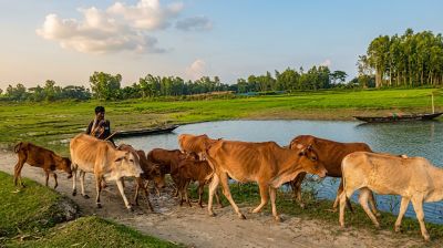 ডাক্তার নেই, নদী পেরিয়ে সদরে যেতেই মরে গরু-মহিষ