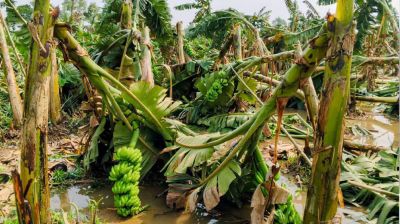 মধুপুরে ঝড়ে লন্ডভন্ড কলার বাগান, বজ্রপাতে একজনের মৃত্যু