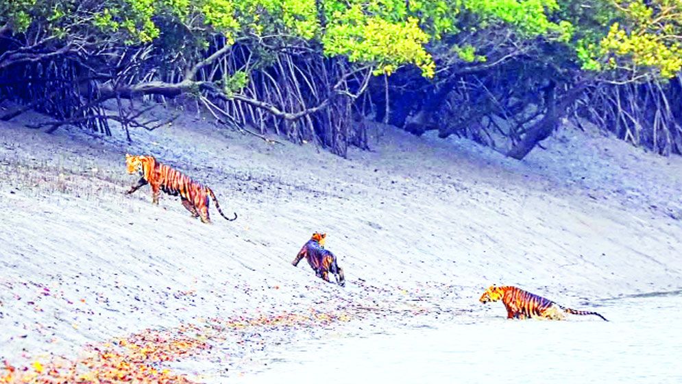 জোয়ারে সুন্দরবনে জীবনযুদ্ধ