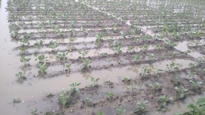 সার সংকটের পর এবার বৃষ্টিতে সর্বনাশ, ডুবল আগাম আলু-ফুলকপি