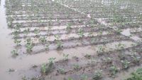 সার সংকটের পর এবার বৃষ্টিতে সর্বনাশ, ডুবল আগাম আলু-ফুলকপি