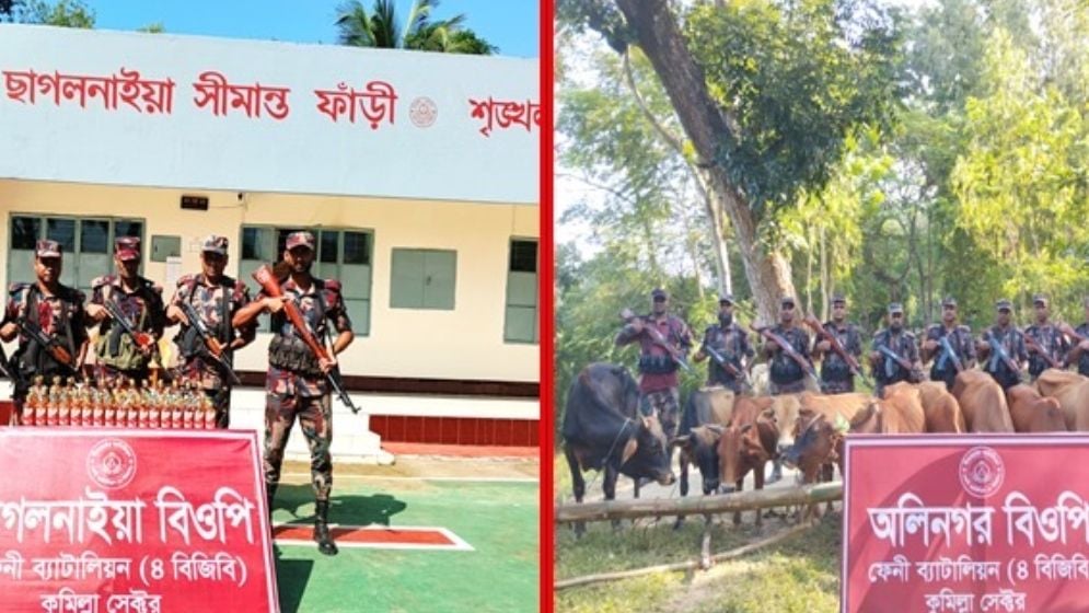 সীমান্তে বিজিবির অভিযানে ৫০ ভারতীয় গরু  জব্দ