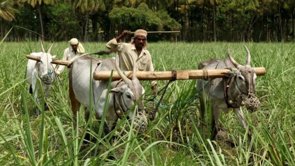 কৃষি গবেষণা ও উদ্ভাবনে গুরুত্ব বাড়াতে হবে