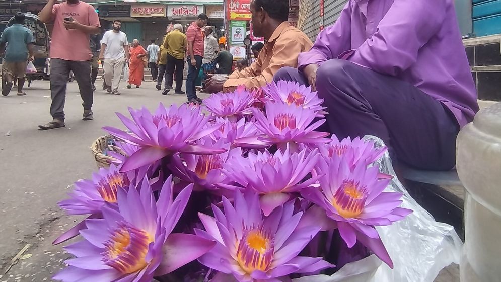 দুর্গাপূজা ঘিরে হাজারী গলিতে নীল শাপলার কদর