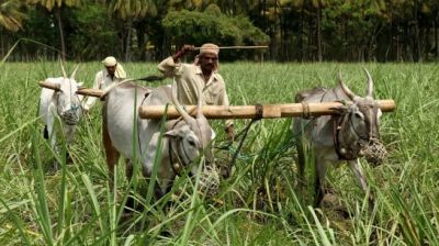 কৃষি গবেষণা ও উদ্ভাবনে গুরুত্ব বাড়াতে হবে