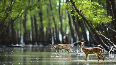 সুন্দরবনে হারানো নগরী : ইতিহাসের আরেক অধ্যায়