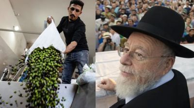 ফিলিস্তিনিদের জলপাই চুরির বৈধতা দিয়ে ইসরাইলি চরমপন্থির ফতোয়া, তীব্র সমালোচনা