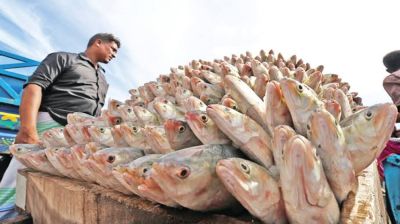 নিষেধাজ্ঞা সত্ত্বেও ইলিশ শিকার