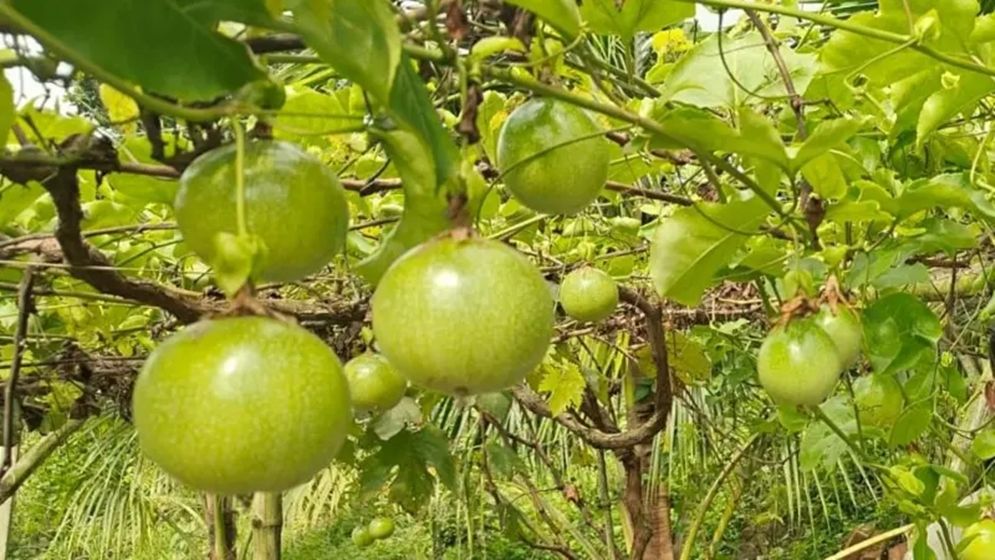 আনারকলি ফল নিয়ে কেন বাড়ছে আগ্রহ