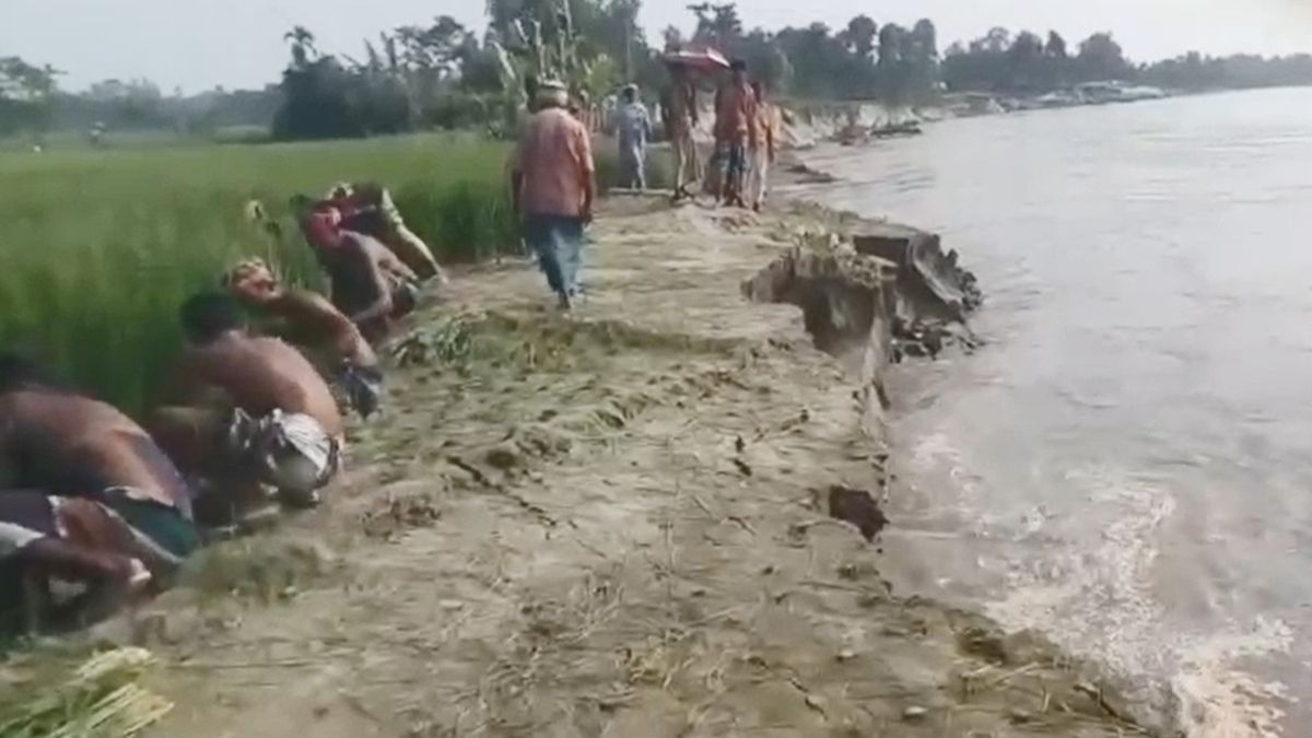 এক সপ্তাহে নদীগর্ভে ১৭ পরিবারের বসতভিটা, কাঁচা ধান কাটছেন কৃষকরা