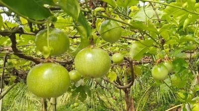 আনারকলি ফল নিয়ে কেন বাড়ছে আগ্রহ