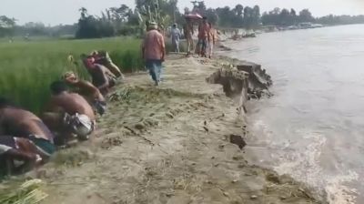 এক সপ্তাহে নদীগর্ভে ১৭ পরিবারের বসতভিটা, কাঁচা ধান কাটছেন কৃষকরা