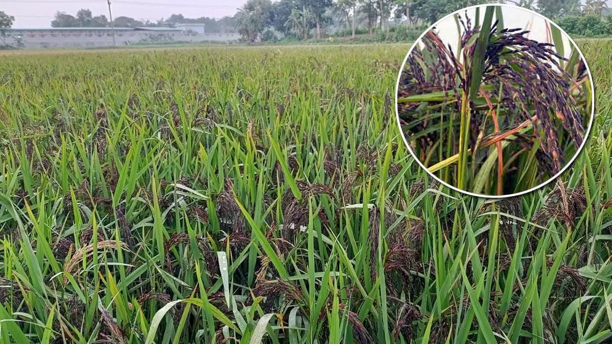 দেশে চাষ হচ্ছে ব্ল্যাক রাইস, দাম কত, গুণাগুণ কী?