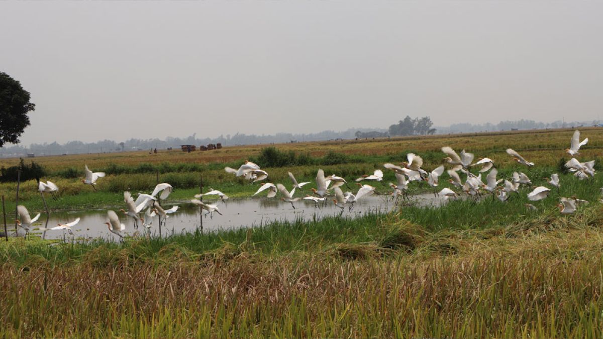 পাখির উড়াউড়ি ও কোলাহলে মুখরিত চলনবিল