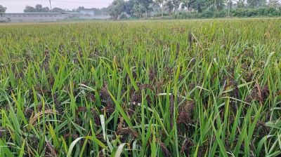 ব্ল্যাক রাইসে স্বপ্ন কৃষকের