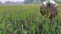দেশে চাষ হচ্ছে ব্ল্যাক রাইস, দাম কত, গুণাগুণ কী?