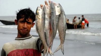 নিষেধাজ্ঞা কি ইলিশ বাঁচাতে পারছে