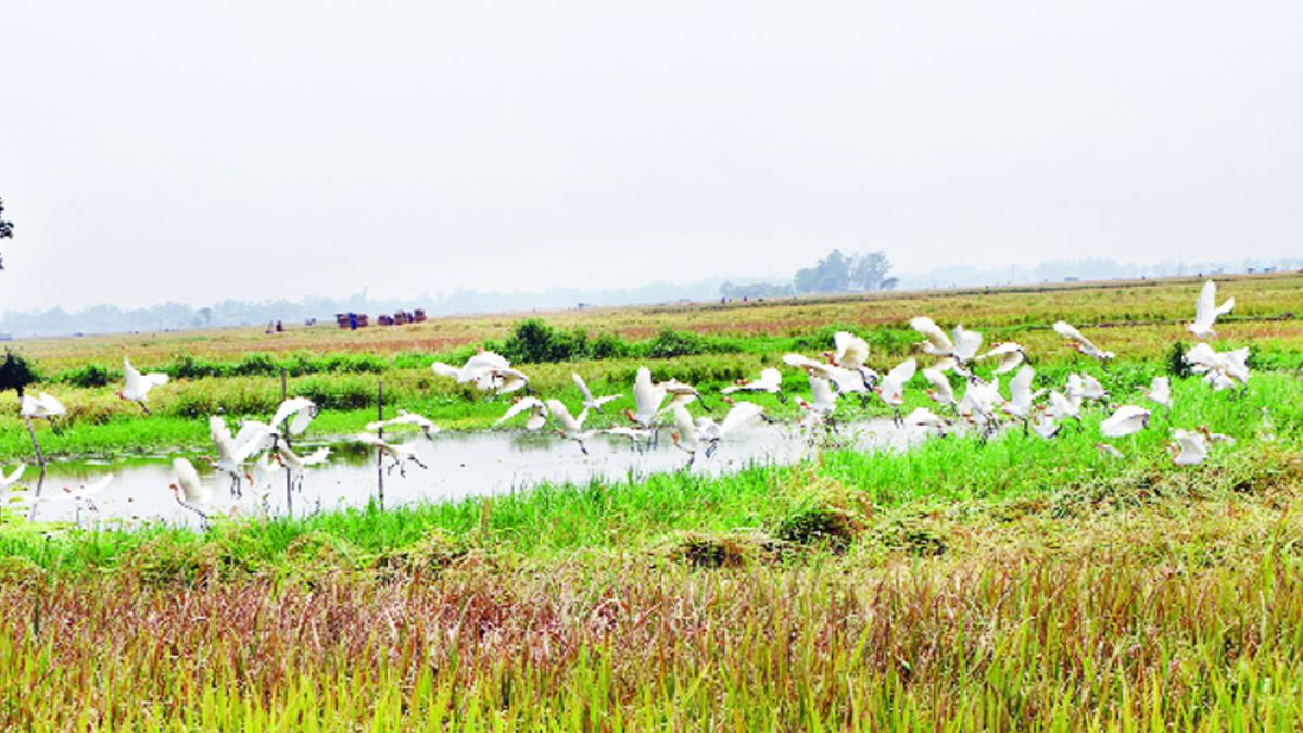 পাখির কোলাহলে মুখর চলনবিল