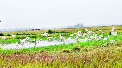 পাখির কোলাহলে মুখর চলনবিল