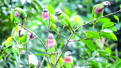 যেন হাজারো লাল-বুক টিয়ার বাড়ি