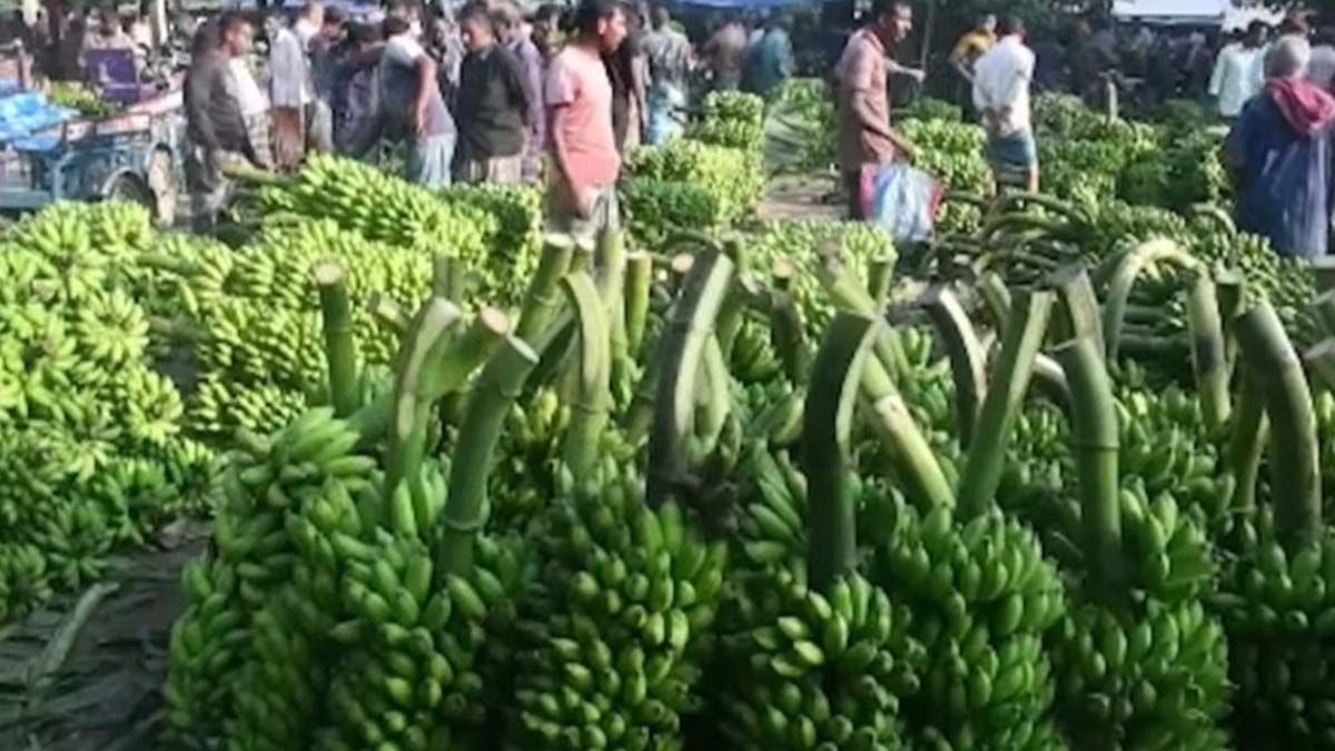 কমেছে কলার দাম, চাষিরা দিশেহারা