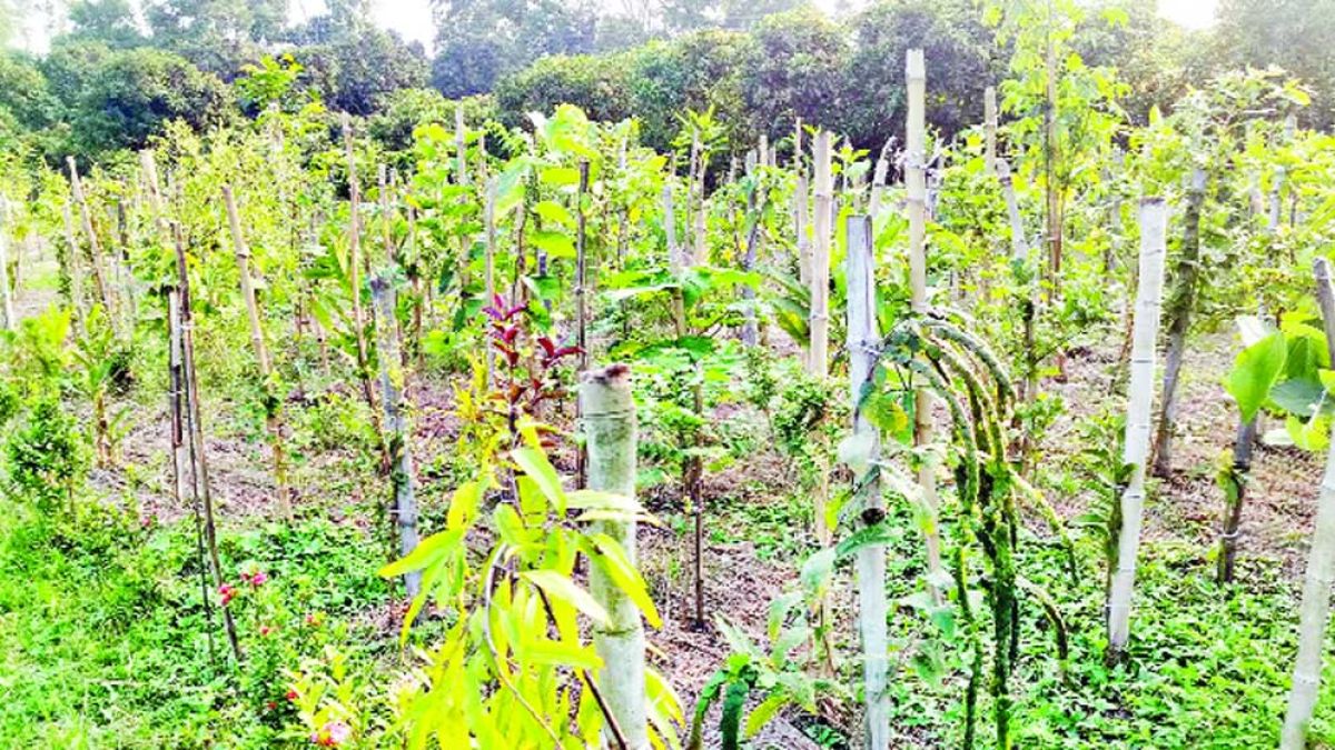 বরেন্দ্রভূমিতে প্রথম মিয়াওয়াকি ফরেস্ট