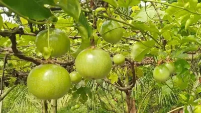 আনারকলি চাষে ভাগ্য বদলের আশা