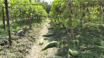 লাউয়ের দাম সর্বোচ্চ ২ টাকা