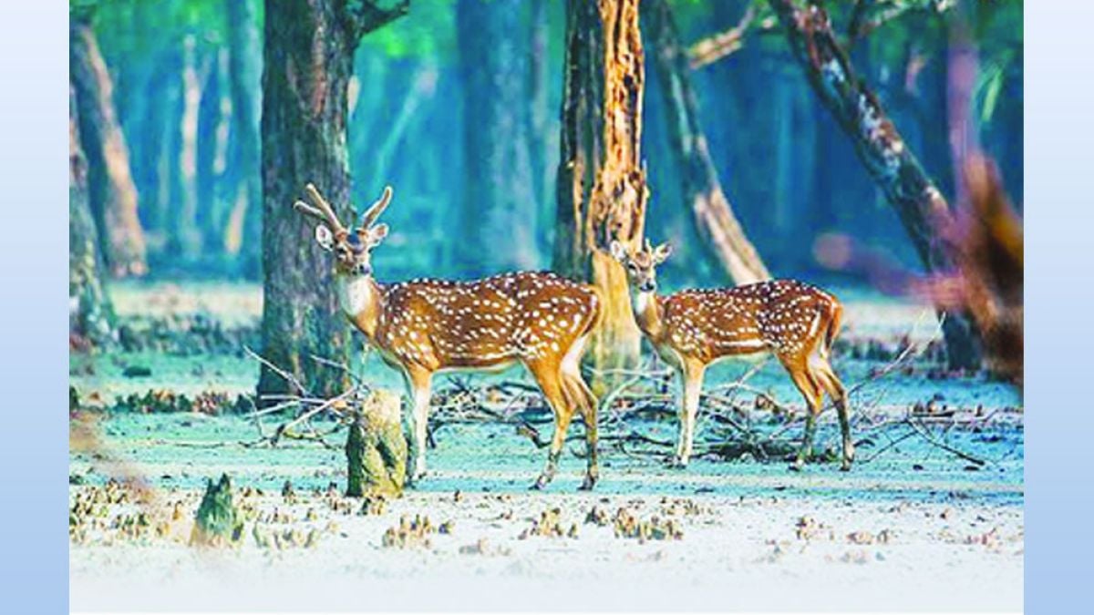 শ্বাসমূলে প্লাস্টিক-বর্জ্য বাধাগ্রস্ত চারার বৃদ্ধি