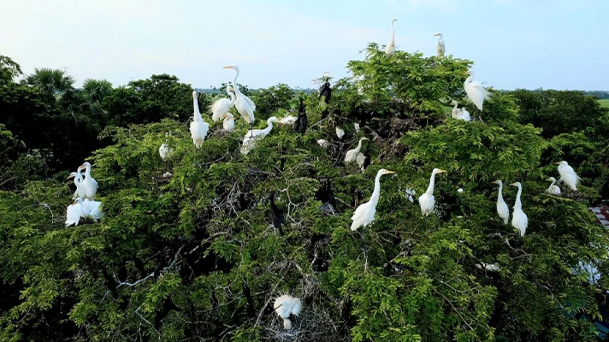 পাখির আপন ঠিকানা কুমিল্লার হোসেনপুর