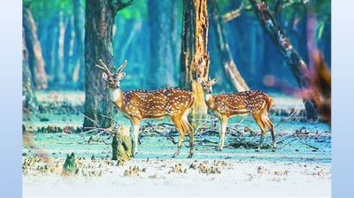শ্বাসমূলে প্লাস্টিক-বর্জ্য বাধাগ্রস্ত চারার বৃদ্ধি